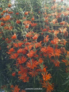 Leonotis leonurus - blossom